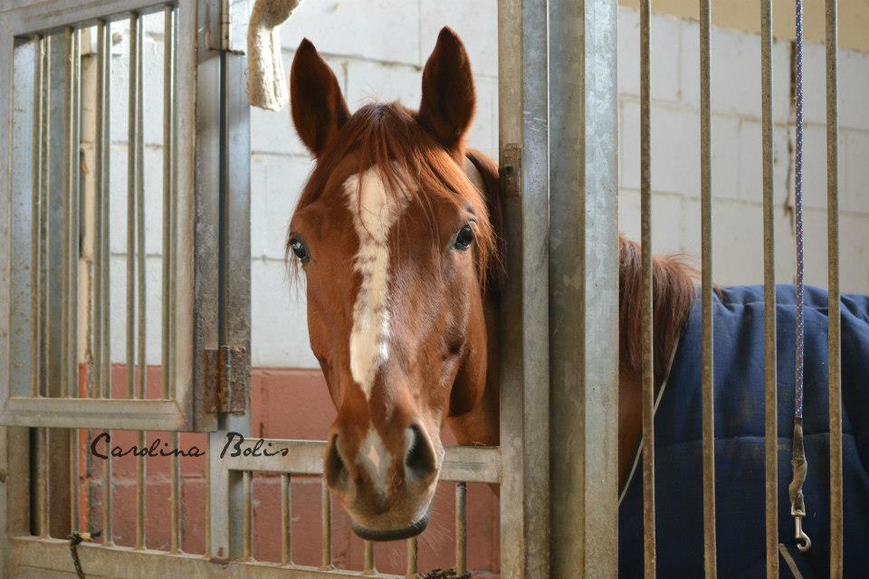 Mantenimento cavalli bergamo